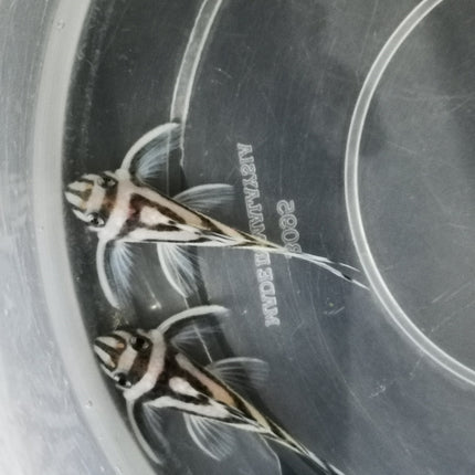 Pleco Zebra L46 4-4.5cm