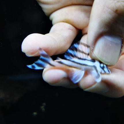 Pleco Zebra L46 4-4.5cm