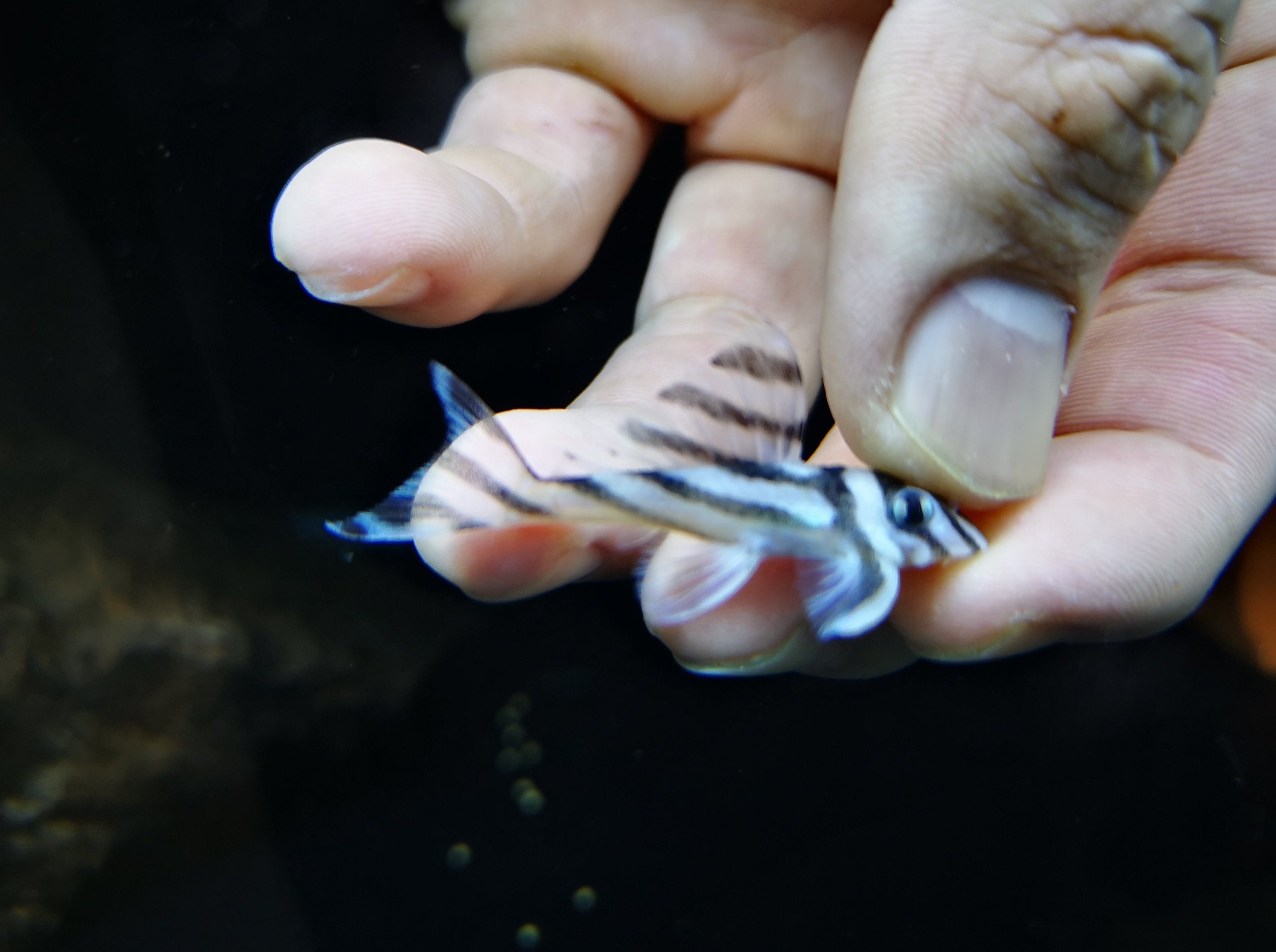 Pleco Zebra L46 4-4.5cm – Fishlist by Desmond Lim