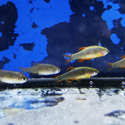 Microrasbora galaxy 2cm