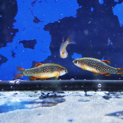 Microrasbora galaxy 2cm