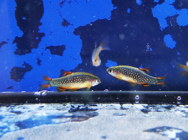 Microrasbora galaxy 2cm
