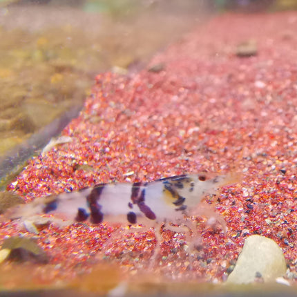 Racoon tiger shrimp 1-1.5cm