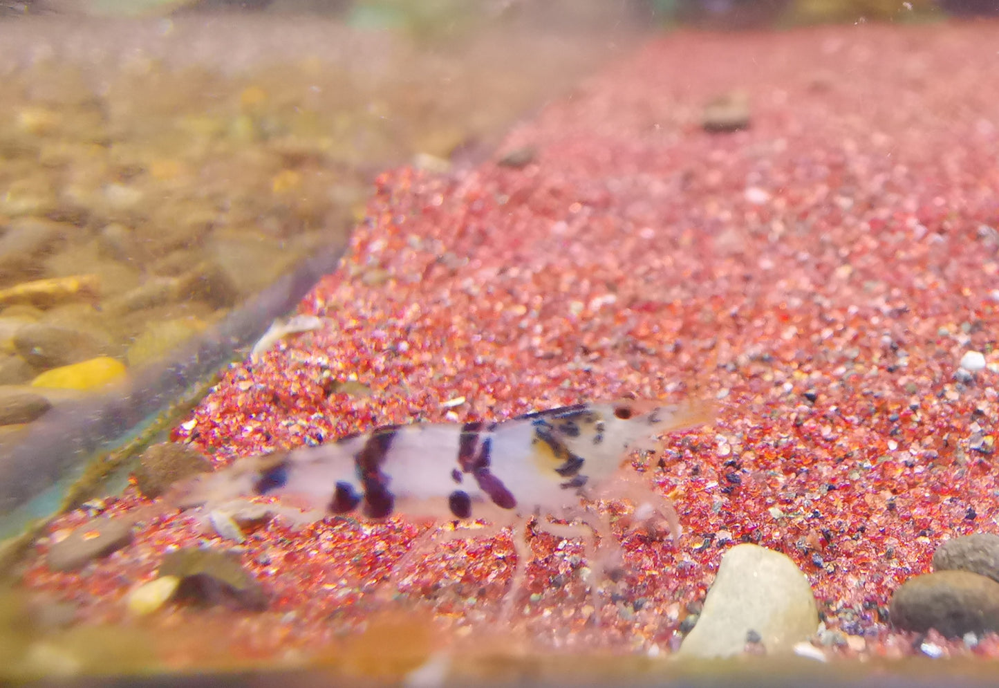 Racoon tiger shrimp 1.5cm