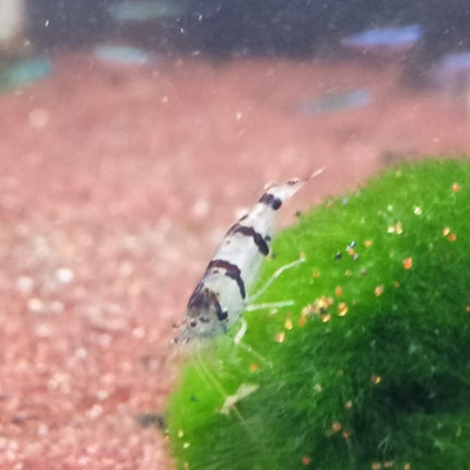 Racoon tiger shrimp 1-1.5cm
