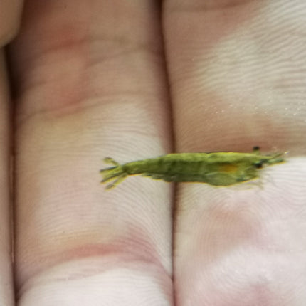 Green jade shrimp 1-1.5cm