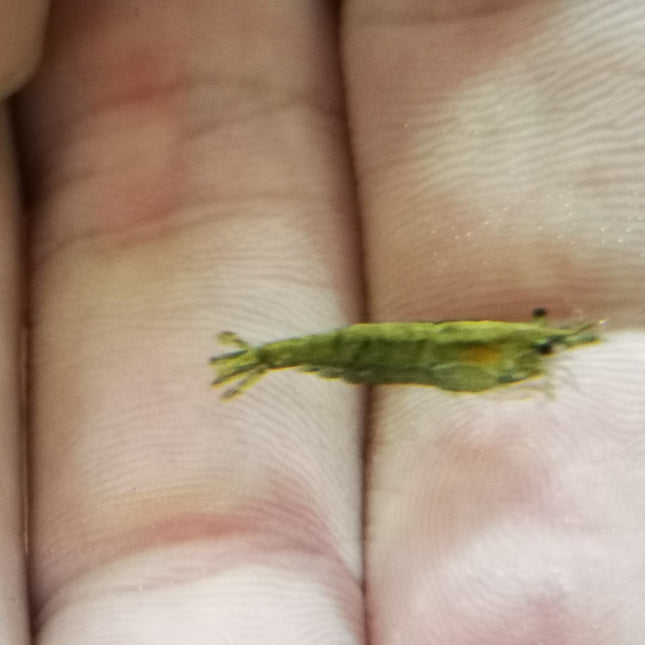 Green jade shrimp 1-1.5cm