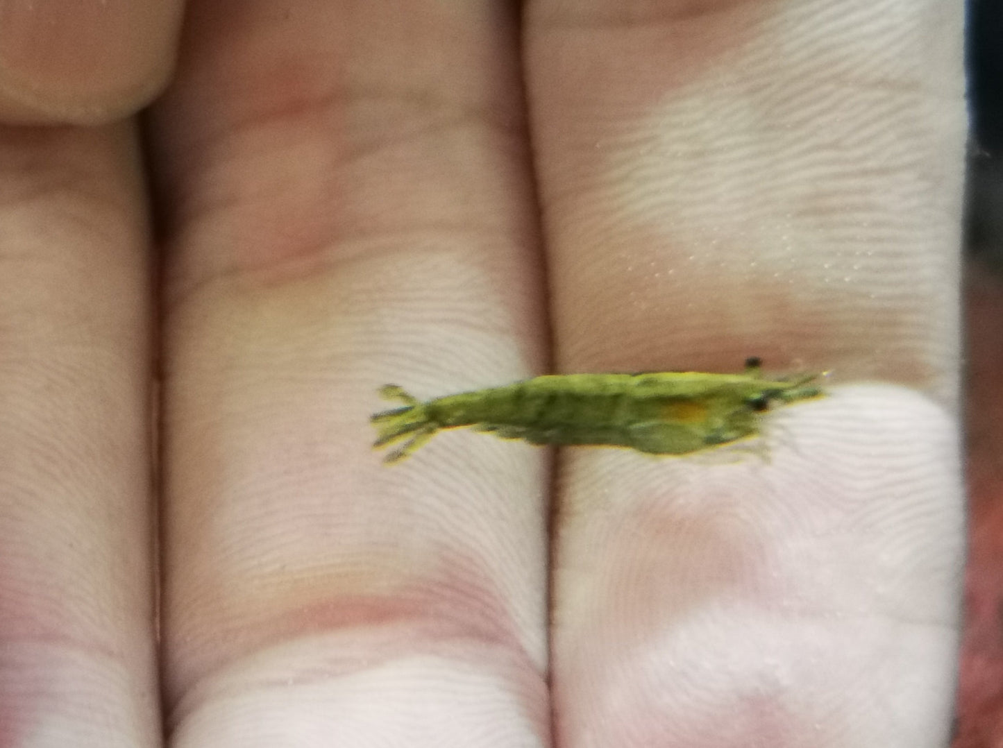 Green jade shrimp 1-1.5cm