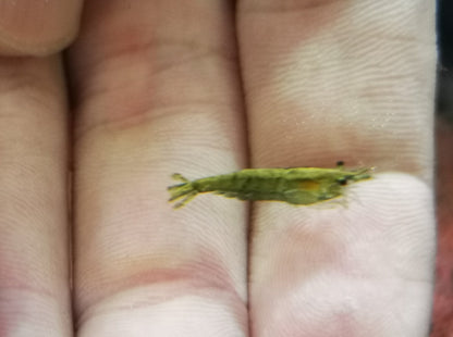 Green jade shrimp 1-1.5cm