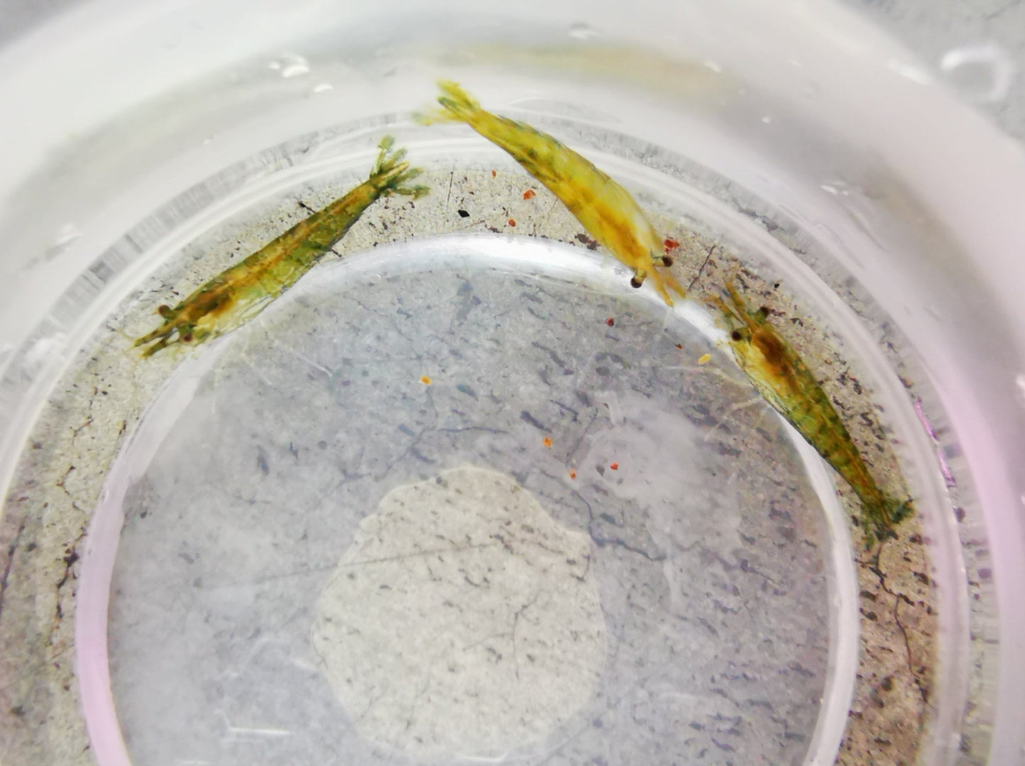 Green jade shrimp 1-1.5cm