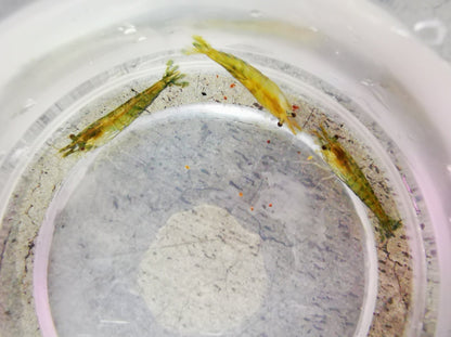 Green jade shrimp 1-1.5cm
