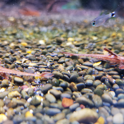 Red lizard whiptails 4-5cm