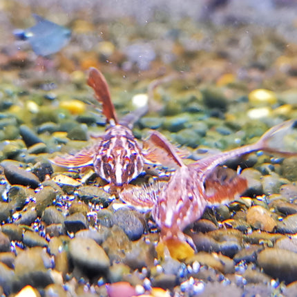 Red lizard whiptails 4-5cm