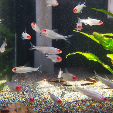 Platinum rummy nose tetra 2cm