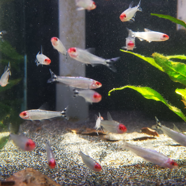 Platinum rummy nose tetra 2cm