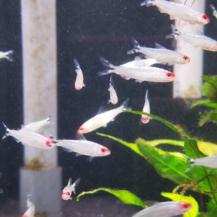 Platinum rummy nose tetra 2cm