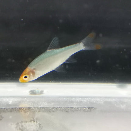 Rasbora sawbwa 1.5-2cm *Pairs*