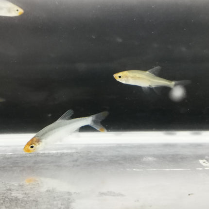 Rasbora sawbwa 1.5-2cm *Pairs*