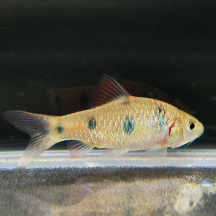 Clown barb 5cm