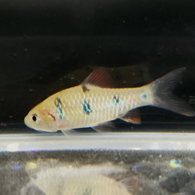 Clown barb 5cm