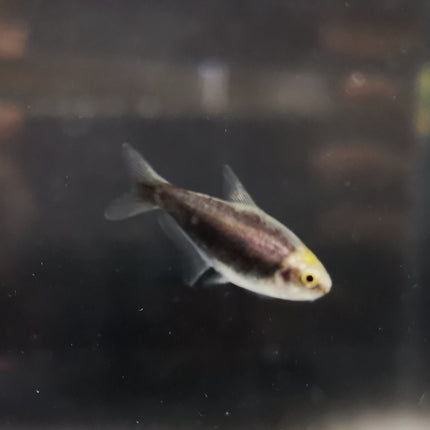 Black Emperor tetra 2.5cm