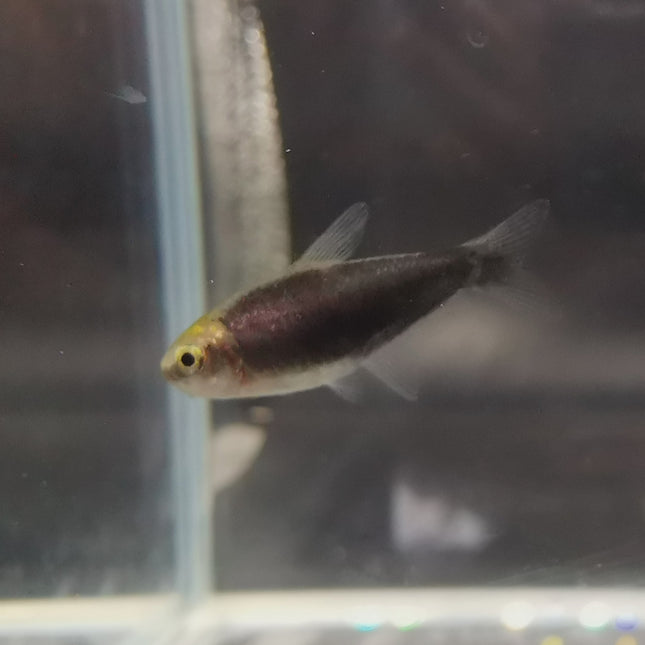 Black Emperor tetra 2.5cm