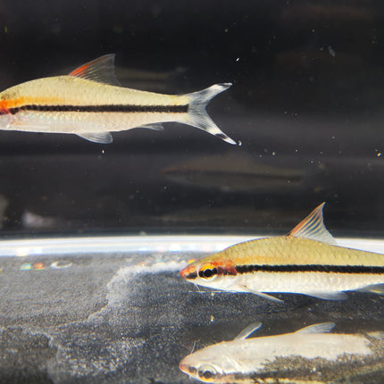 Puntius denisonii 5cm, 10cm