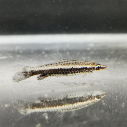 Rocket pencilfish 3cm