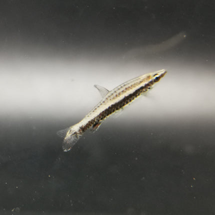 Rocket pencilfish 3cm