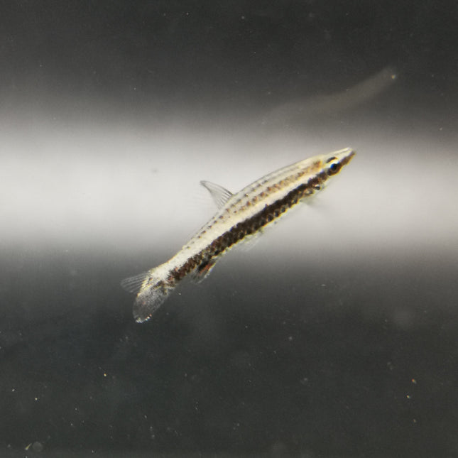 Rocket pencilfish 3cm
