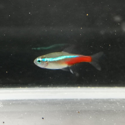Neon tetra 2.5cm