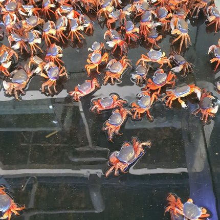 Rainbow crab 6-10cm