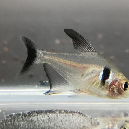 Black phantom tetra 2.5cm