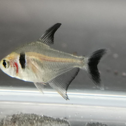 Black phantom tetra 2.5cm