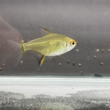 Lemon tetra 2.5cm
