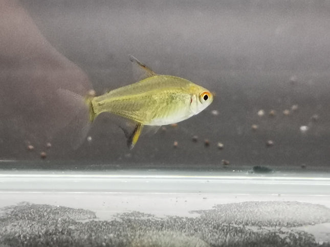 Lemon tetra 2.5cm