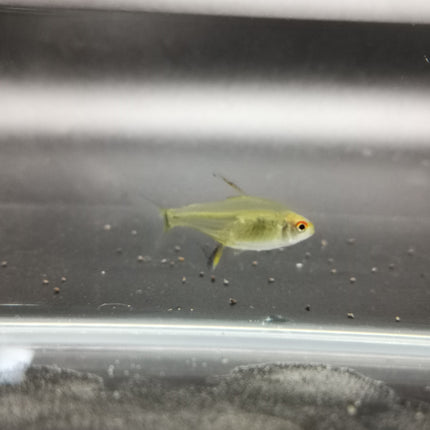 Lemon tetra 2.5cm