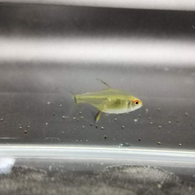 Lemon tetra 2.5cm