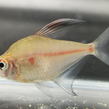 Bleeding heart tetra 3cm