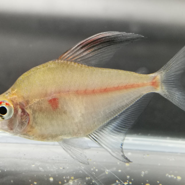 Bleeding heart tetra 3cm