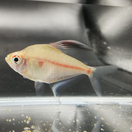 Bleeding heart tetra 3cm