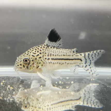 Corydoras Julii 2.5cm