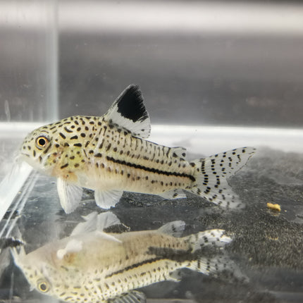 Corydoras Julii 2.5cm