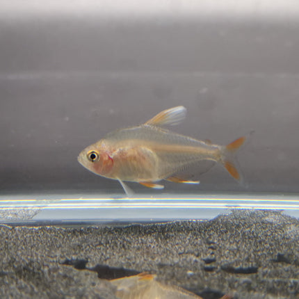 White tipped rosy tetra 2cm