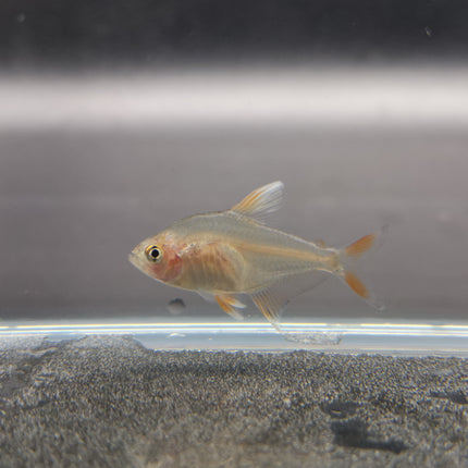White tipped rosy tetra 2cm