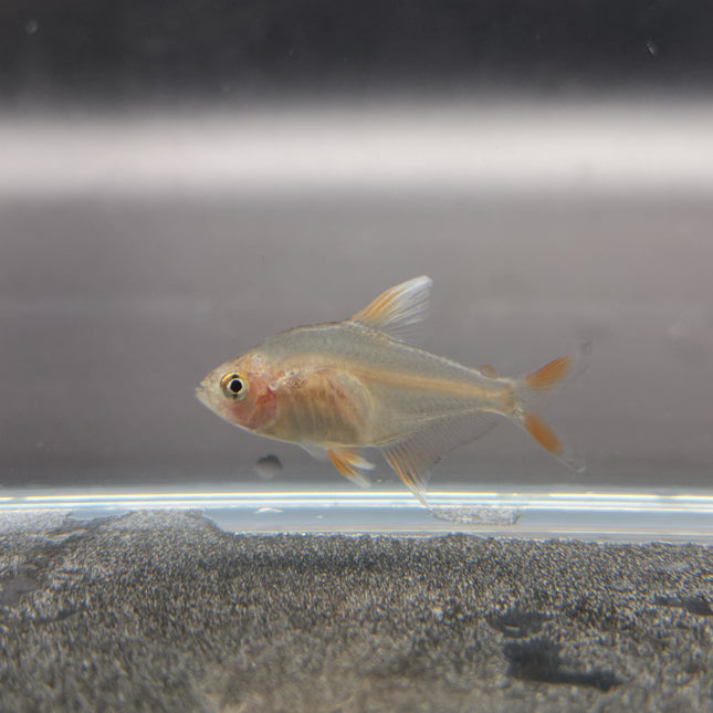 White tipped rosy tetra 2cm