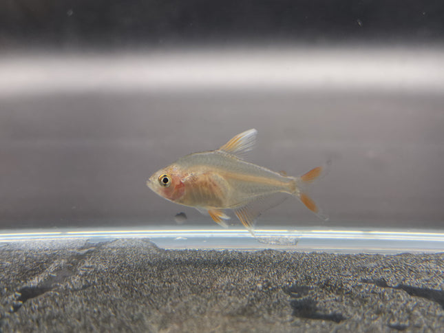 White tipped rosy tetra 2cm