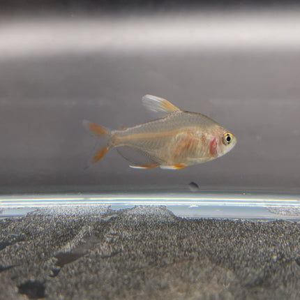 White tipped rosy tetra 2cm