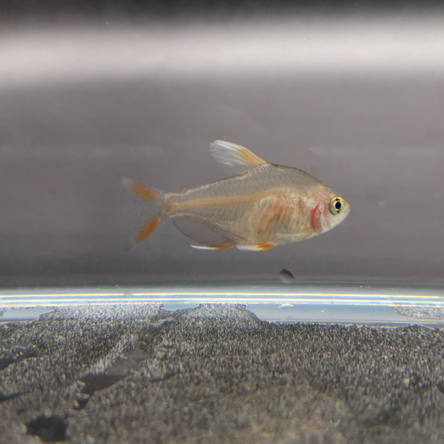 White tipped rosy tetra 2cm