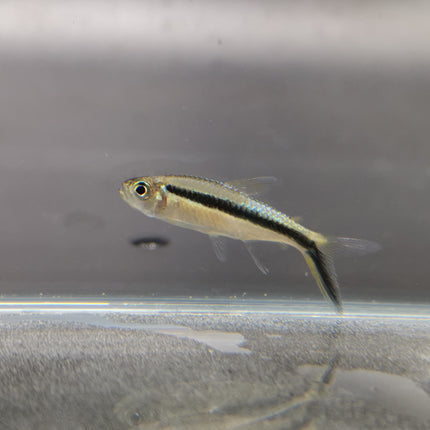 Penguin tetra 2.5cm